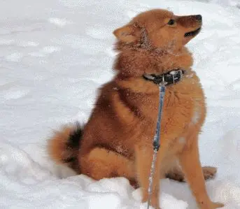 Koira2