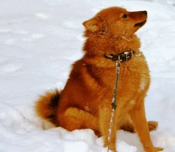 Koira4